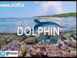 تیزر مستند Dolphin Reef 2020