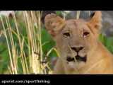 زیباترین فیلم مستند حیات وحش افریقا