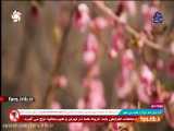 ترانه ای محلی با لهجه شیرین شیرازی - شیراز