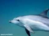 مستند صخره دلفین 2020 دوبله پارسی HD