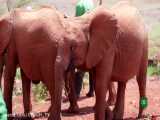 کنیا داستان فیلها - مجموعه مستند «آفریقا سرزمین فرصت‌ها» قسمت 4