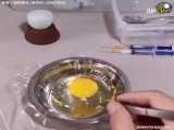 مراحل نطفه تا جوجه شدن در تخم مرغ ، بسیار زیبا ، حتماً ببینید .