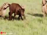 حیات وحش، مبارزه بوفالوی مادر با کفتارها برای نجات گوساله