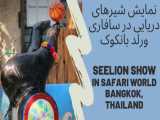 نمایش هیجان انگیز شیرهای دریایی در سافاری ورلد بانکوک، تایلند