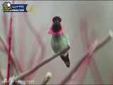 پرنده ای که به ۶۲ نوع رنگ عوض میکند