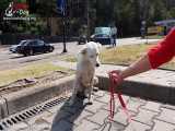 سگ های رهاشده بی خانمان به دنبال مردم درخیابانها برای گدایی ذره ایی محبت FULL HD