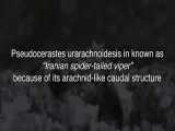 استتار فوق العاده مار افعی دم عنکبوتی ایرانی