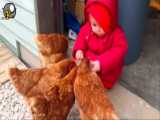 رابطه خنده دار بچه های بانمک با خروس و مرغ ها
