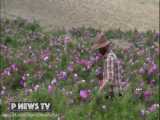 نماهنگ زیبای برداشت گل محمدی