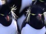 پنگوئن ها پرتحرک ترین و بامزه ترین پرندگان روی زمین