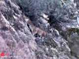 حیات وحش، حمله تماشایی پلنگ کوهی برای شکار بز کوهی