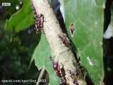 کلیپ جالب از حیات وحش  مورچه ها حلزون زنده را می خوردند! 