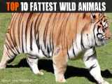 چاق ترین حیواناتی که تا بخار دیده اید - سایت وای آره
