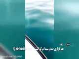 شنای دسته جمعی دلفین ها در سواحل کیش- www.nicekish.com