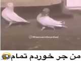 ویدیو طنز اختلات زن و شوهری کبوتر ها