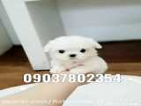 فروش سگ عروسکی برای خرید در واتساپ پیام دهید 09037802354