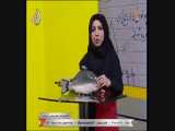 علوم تجربی پایه 9 - مهره داران _ 22 اردیبهشت  99 آموزشگاه ایران من 