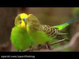 فیلم مستند  زیباترین طوطی های  سخنگوی حیات وحش