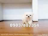 فروش سگ عروسکی برای لطفا در واتساپ پیام دهید 09037802354