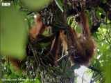 اورنگوتان مادر به دخترش می آموزد که چگونه در جنگل بارانی زنده بماند
