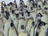 مستندی زیبا و دیدنی از بهترین پنگوئن ها