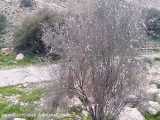 طبیعت کوهستانی استان بوشهر خاییز کیسی
