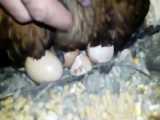 به دنیا آمدن جوجه ها ازتخم مرغ