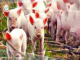 استاد حسن عباسی: جامعه خوکی