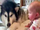 وقتی سگ هاسکی، تلاش می کنند تا چهار دست و پا رفتن را به این نوزاد یاد دهد