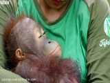 آموزش بالا رفتن از درخت به بچه اورانگوتان