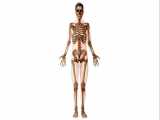 آناتومی بدن - بررسی سیستم اسکلتی