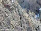 پلنگ در کوه های هجیج