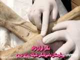 آهو ،درمان شکستگی وعفونت مفصل پای آهو  در دامپزشکی درین