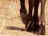 حیات وحش، تلاش شیر برای شکار بوفالو