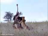 شکار دیدنی شتر مرغ توسط چیتاهای گرسنه