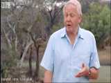 Attenborough in high quality - Fully Grown Python eating a Deer - BBC Earth