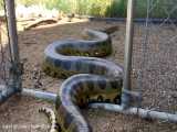 Anaconda Enters Chicken Coup to Feed  Catches 2 Birds at Same Time