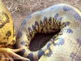 Anaconda uses Bizarre TEETH FOR CHEWING--Catches Chicken