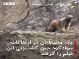 تصاویر خرس قهوه ای ایرانی در سوادکوه