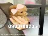 فروش سگ عروسکی لطفا فقط در واتساپ پیام دهید 09037802354
