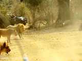 روباه  مکار اتش بیار حمله شیرهای افریقایی و پلنگ به گله بوفالوها و گورخرها