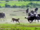 حیات وحش، حمله 3 یوزپلنگ برای شکار کل یالدار