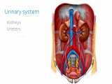 آناتومی بدن - بررسی سیستم ادراری