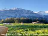 منظره زیبا از مزرعه گاو در سوئیس....!