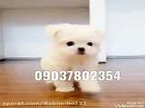 فروش سگ عروسکی لطفا در واتساپ پیام دهید 09037802354
