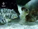 شکار حیرت انگیز ماهی توسط حلزون مخروطی