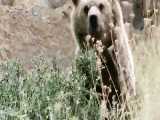 فیلمی کم نظیر از خرس قهوه‌ای در فاصله‌ای نزدیک در منطقه شکار ممنوع سوادکوه