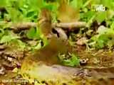 دعوتتون میکنم به تماشای کلیپی نادر از بچه زایی مار آناکوندا ...