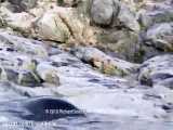 شکار پنگوئن توسط پلنگ دریائی مخوف