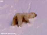تصاویری از زندگی جالب خرس قطبی و توله هایش
